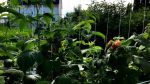 ? МАЛИНА ЗЮГАНА ТУТАЙМЕР. ДВА УРОЖАЯ С ОДНОЙ ГРЯДКИ