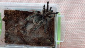 Паук птицеед (кормление) /tarantula spider