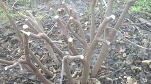 Как поливать инжир