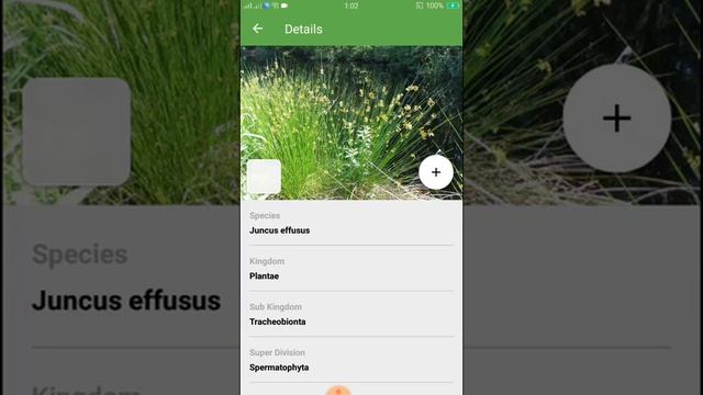 PlantSnap identifies a Common Rush (Juncus effusus)