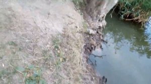 Ловля раков  осенью... . Как поймать много раков  тест приманок и китайских раколовок