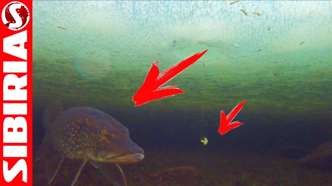 Кто выключает КЛЁВ ? ВидеоОТВЕТ - подводные съёмки на зимней рыбалке. hungry big pike ice fishing