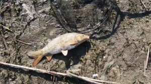 ВЕСЕННЯЯ РЫБАЛКА НА САЗАНА. ЛОВЛЯ САЗАНА НА ФИДЕР. с. РОГОЖКИНО.