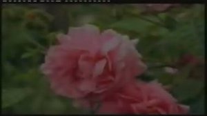 Пророк Мухаммед  (сас)