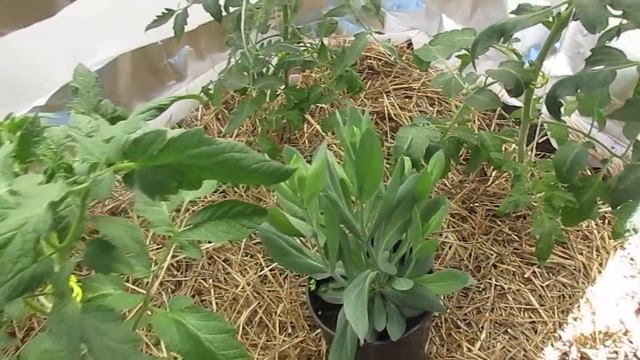 Вывожу томаты из стресса.Резкие перепады t негативно сказываются на росте и развитии растений. смотреть онлайн