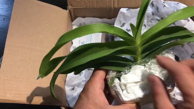 Purchase review from Facebook group “buy/sell vanda orchids” смотреть онлайн