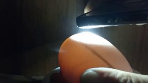 Инкубация гусиных яиц в картонной коробке 8 день. Сколько яиц осталось. Овоскопирование гусиных яиц