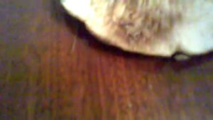 Что за название ГРИБА??