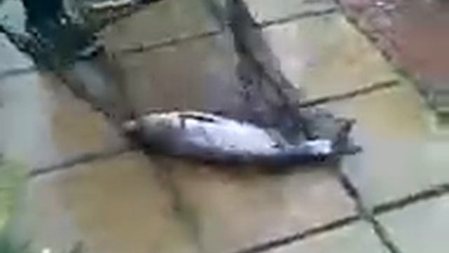 рыбалка в сачек!!! смотреть онлайн