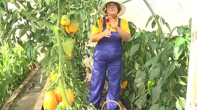 Картофель, дайкон, редиска, сидераты, земляника, гортензии. смотреть онлайн