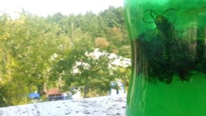 Борьба с осами на пасеке 2017.