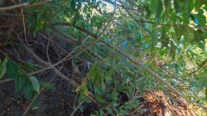 В поисках щуки....