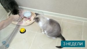 ЭТО ВОЗМОЖНО! Научили кошек ДАВАТЬ ЛАПУ / УЧИМ ЗВОНИТЬ / SMART CAT