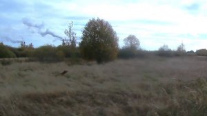 Охота на куропатку с венгерской выжлой в 2017