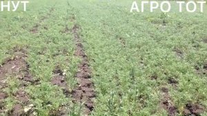 Сев нута севалкой сз 3,6 и упс 8 Мексика, Буджак Заховит АГРО ТОТ