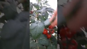 Томат снегирек