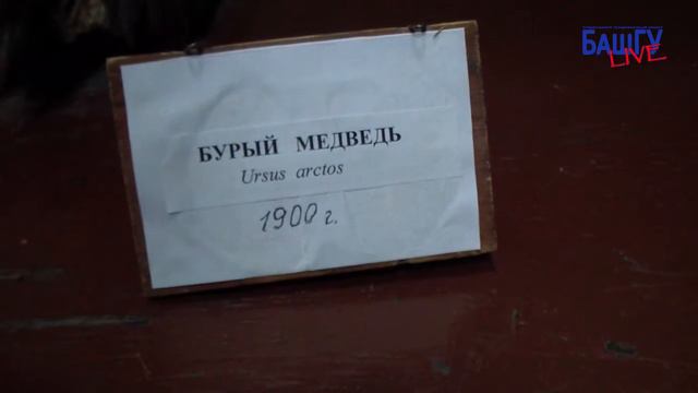 БашГУ LIVE Новости. Зоологический музей. смотреть онлайн