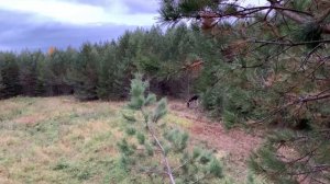 Охота на кабана ( почему кабан не выходит на поля)