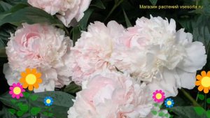 Пион молочноцветковый Флоренс Николь. Краткий обзор, описание paeonia lactiflora Florence Nicholls