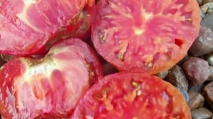 ОБЗОР ТОМАТА  OPACOS De MOREIRA. Вкуснейший, сладчайший мармеладно-арбузная мякоть. Суперсорт !!!!!