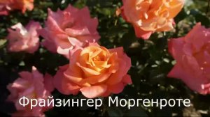 Краткий обзор розы Фрайзингер Моргенроте - Freisinger Morgenrote ( Kordes Германия, 1988)