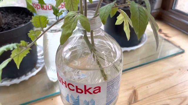 Томаты для раннего урожая решила выращивать так. смотреть онлайн