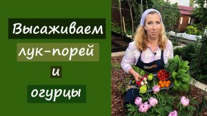 Высаживаем лук-порей и огурцы