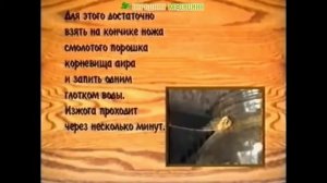 Корень Аира болотного полезные свойства