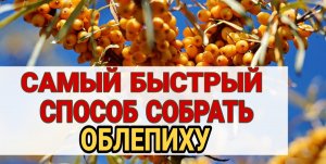 Как БЫСТРО И КАЧЕСТВЕННО собрать ОБЛЕПИХУ. Узнаем особенности выращивания и вредители