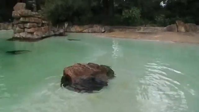 ZOO. Berlin. Вольер тюленей. смотреть онлайн