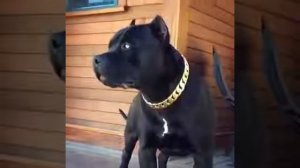 Черный питбуль.black pitbull