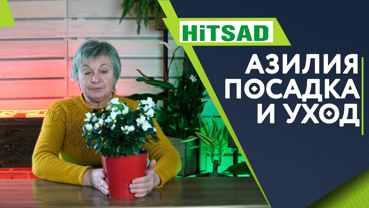 Проблемы с Азалией ✔️ Уход за Азалией Советы от Хитсад ТВ смотреть онлайн
