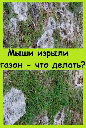 Посмотрите, ЧТО СДЕЛАЛИ МЫШИ с моим газоном, просто не знаю, как исправить!
#дача #garden #сад