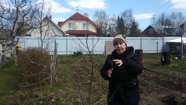 Как правильно посадить саженец плодового дерева? смотреть онлайн