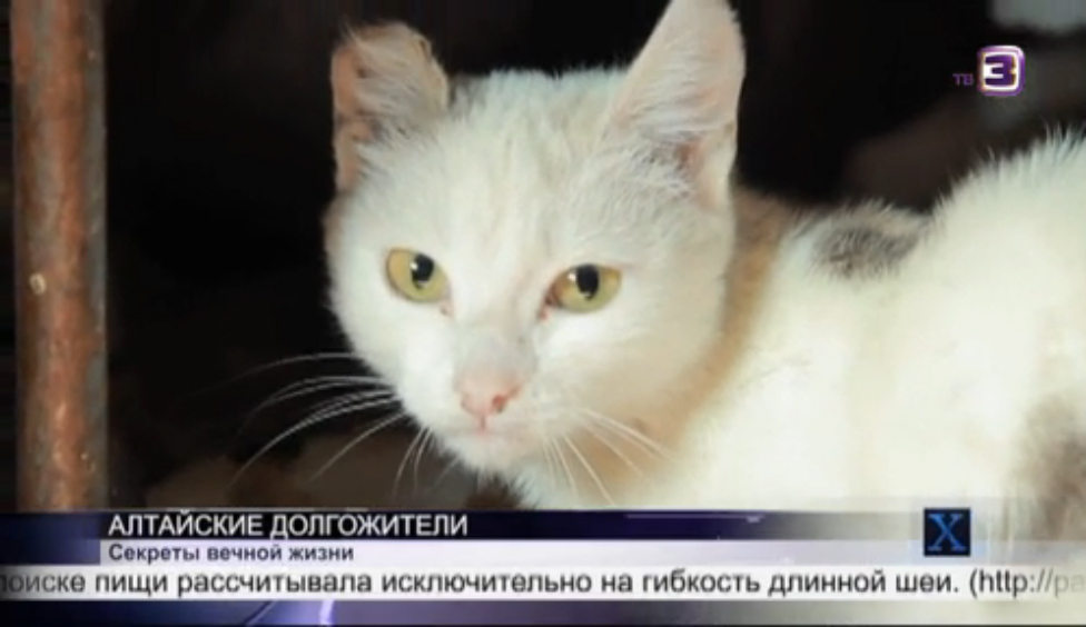 В чем секрет вечной жизни? | Х-версии. Другие новости