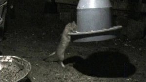 Крыса в курятнике, ворует кукурузу.