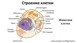 1 .Строение клеток человека (8 класс) - биология, подготовка к ЕГЭ и ОГЭ 2020