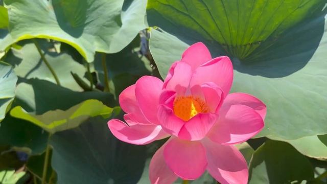 Лотосы. Краснодарский край. смотреть онлайн