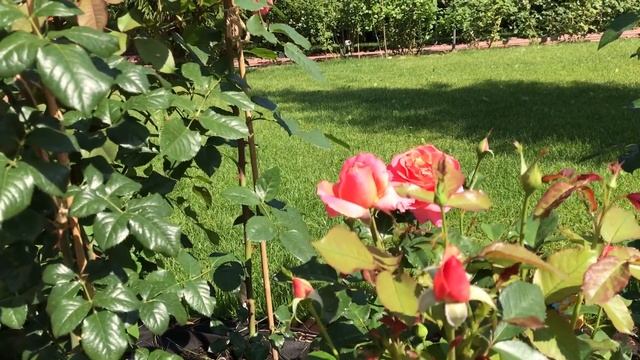 РОЗЫ ТАНТАУ В МОЁМ САДУ. УХОД, ПОЛИВ, БОЛЕЗНИ. смотреть онлайн