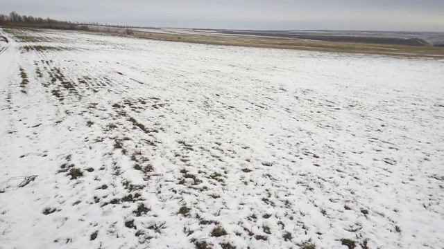 Один район - разный климат.  Состояние озимых зерновых в феврале: озимый ячмень и озимая пшеница