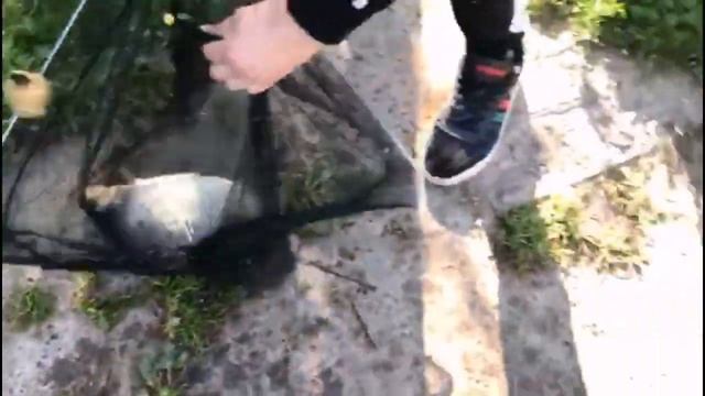 Светлые Горы Карп 15.06.2023г. смотреть онлайн