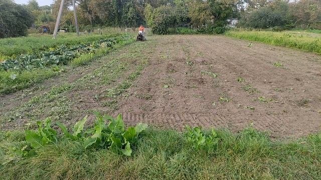 Посев сидератов после картофеля и другого урожая