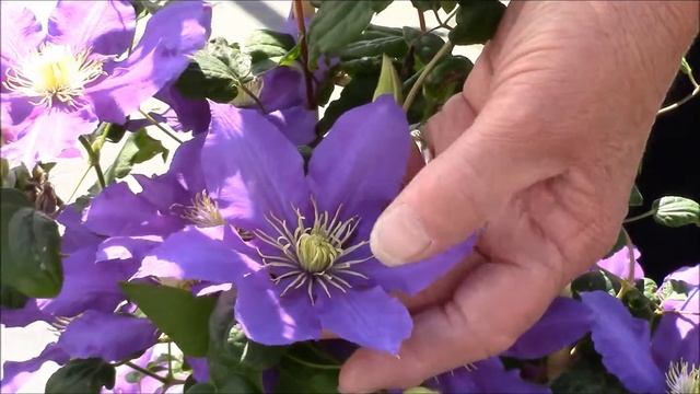 Clematis Chevalier, Raymond Evison® Clematis by Overdevest Nurseries смотреть онлайн