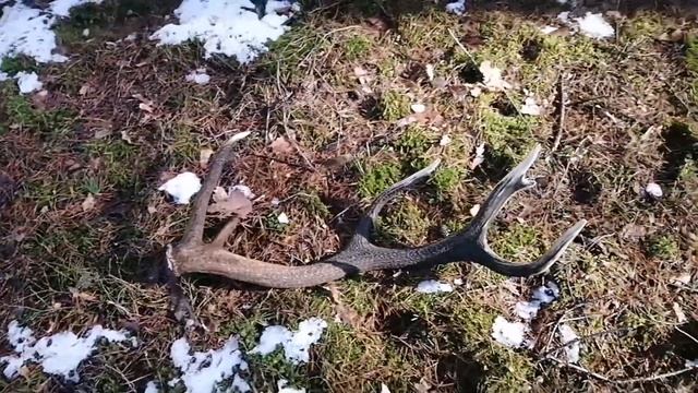 Поиск рогов оленя 2022, Zrzuty 2022, deer antlers 2022