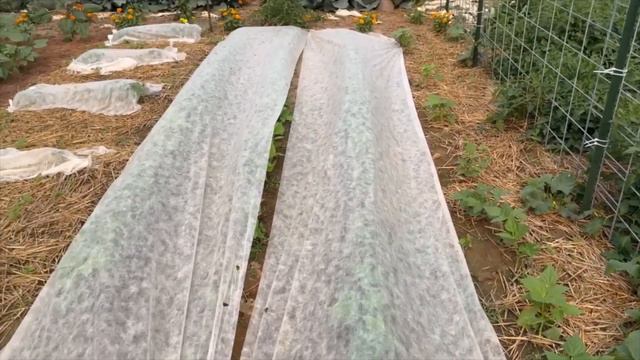 Enjoying a Simple Life & Slow Living on the Homestead, Summer Solstice Garden Updates, Goodbye June смотреть онлайн