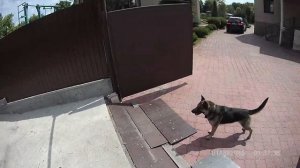 Немецкая овчарка свободная охрана 2. German shepherd