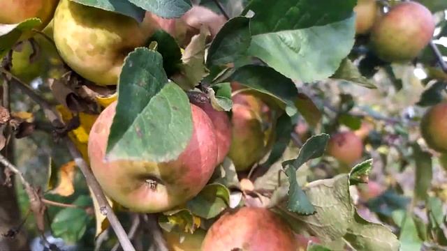 100% ВОТ ЛУЧШЕЕ ОСЕННЕЕ УДОБРЕНИЕ ДЛЯ САДА И ОГОРОДА. смотреть онлайн