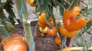 Самые урожайные сорта томатов 2020 г.