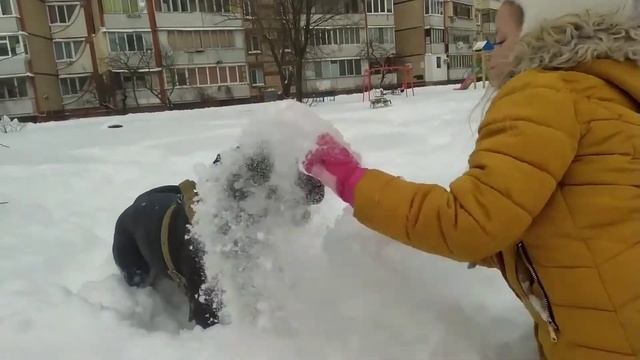 АМЕРИКАНСКИЙ ПИТБУЛЬТЕРЬЕР Можно ли брать в семью с ребенком?. Собака играет с ребенком.