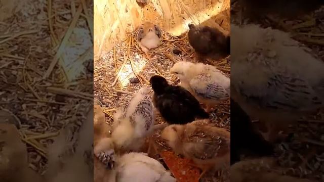 КАК ОПРЕДЕЛИТЬ ПОЛ ЦЫПЛЁНКА